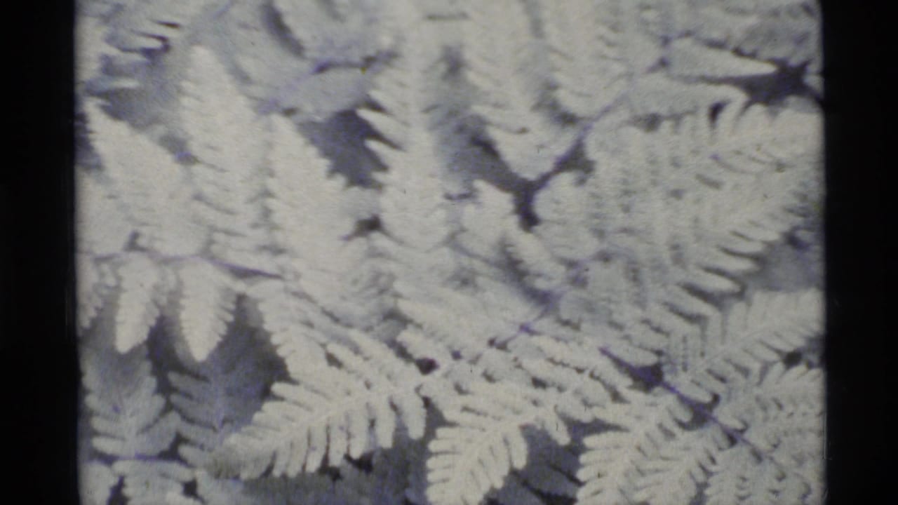 Pale fern fronds fill the frame against darker ground.