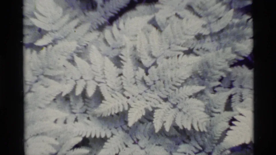 1977 Alaska 8mm frame showing dense overlapping fern fronds in a close handheld view.