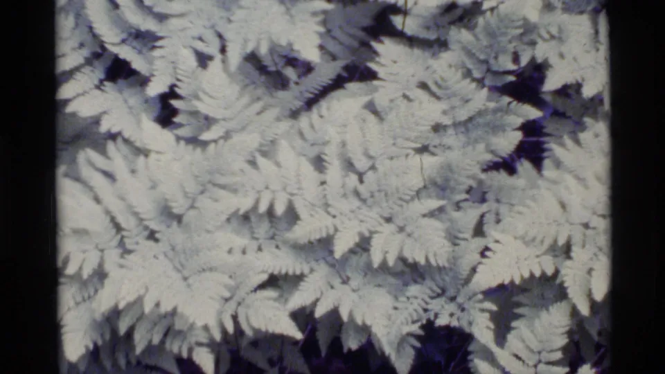 1977 Alaska 8mm frame of clustered fern fronds, with dark gaps and faded color from the film scan.