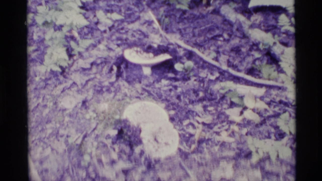 Forest floor with mushrooms among leaves, twigs, and mossy debris.
