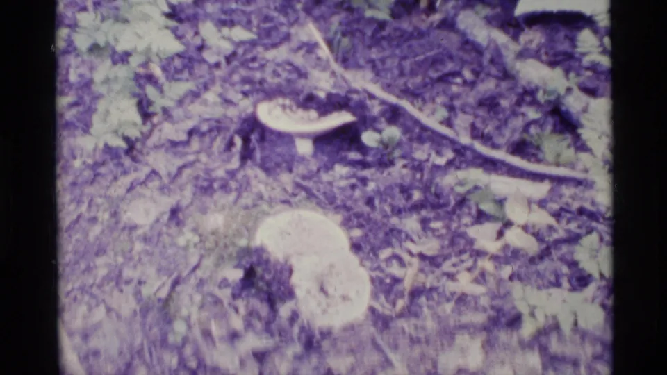 1977 Alaska 8mm close view of mushrooms growing in leaf litter and forest debris near a woodland riverside.
