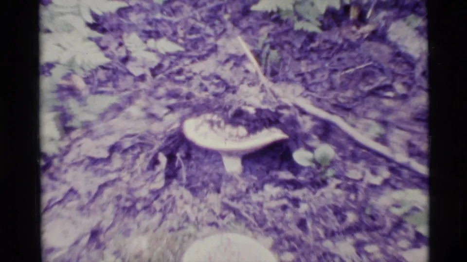 1977 Alaska 8mm frame with mushrooms, fallen leaves, sticks, and soft undergrowth in a handheld woodland close-up.