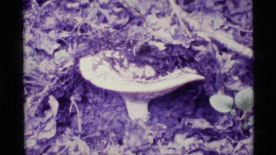 1977 Alaska 8mm close-up of a large mushroom cap with surrounding leaves, soil, and woodland debris.
