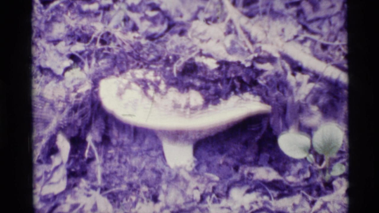 Broad mushroom on the forest floor among leaves and small plants.