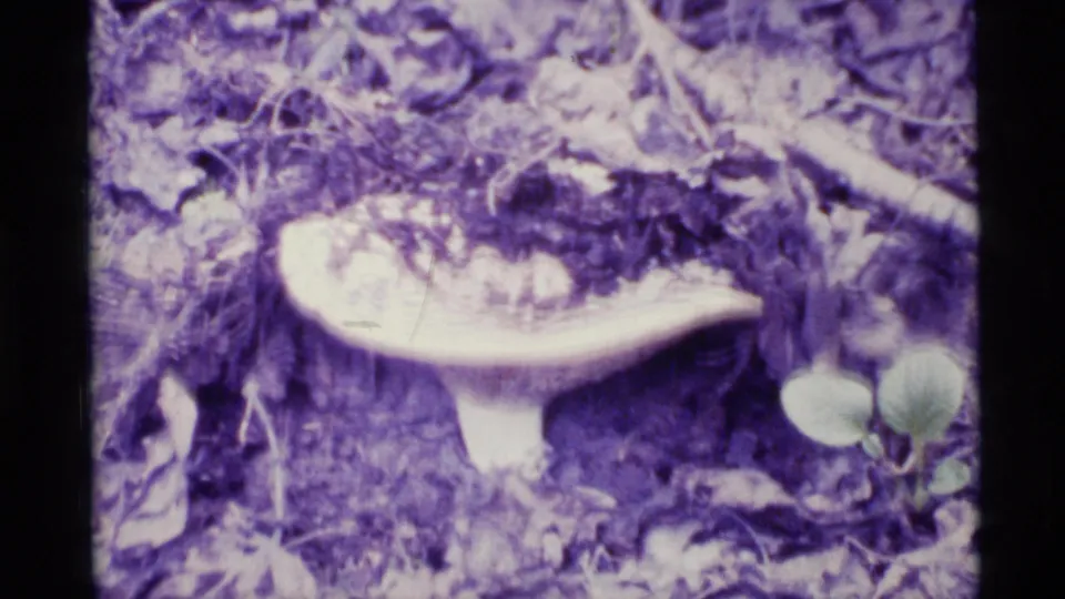 1977 Alaska 8mm frame showing a broad pale mushroom nestled in leaf litter and low forest vegetation.
