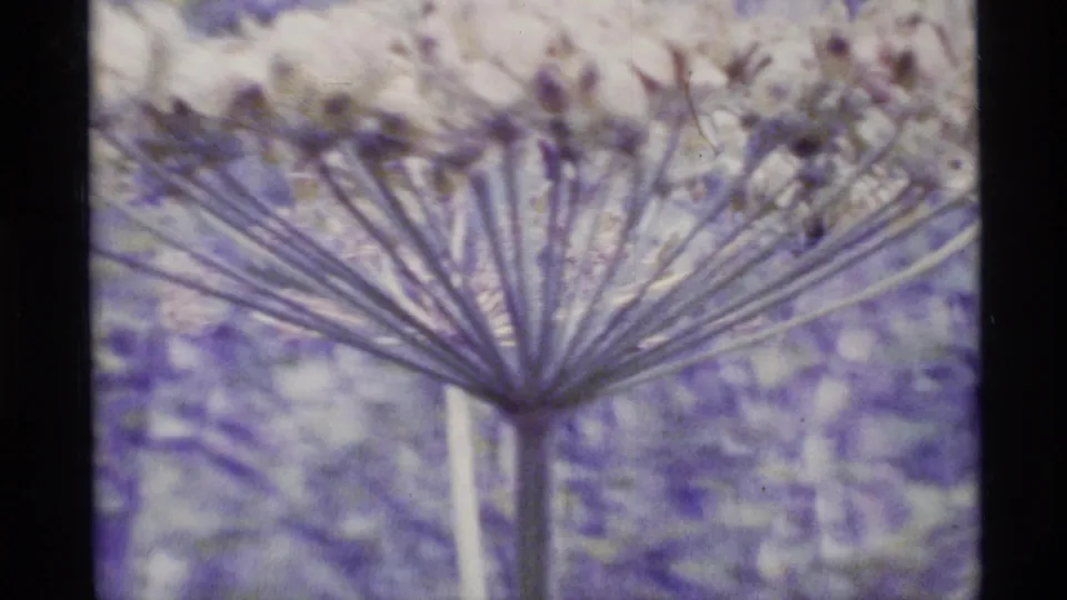 1977 Alaska 8mm frame with an umbrella-like seed head or wildflower stem set against soft forest foliage.