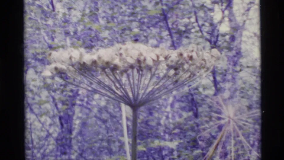 1977 Alaska 8mm frame showing a tall umbrella-like seed head in a wooded setting with tree trunks and foliage behind it.