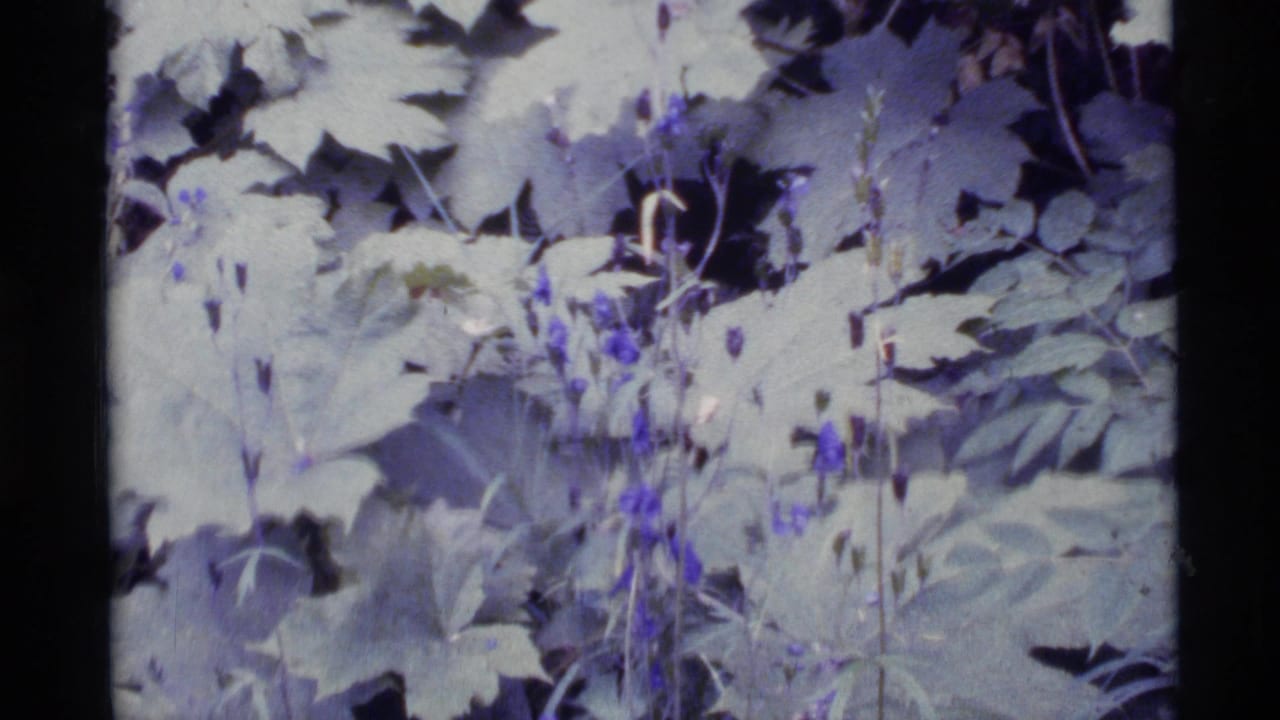 Purple wildflowers and pale green leaves filling a soft-focus forest close-up.