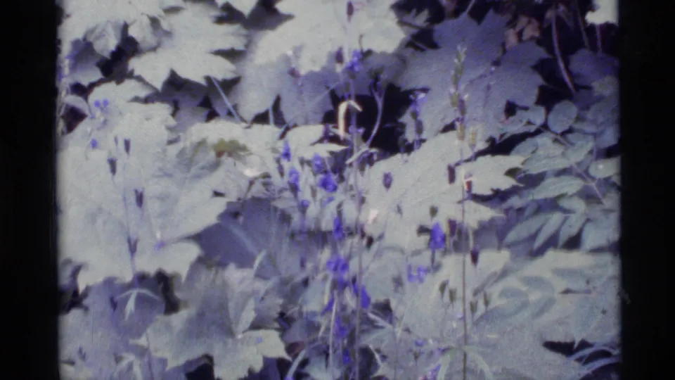 1977 Alaska 8mm close-up of blue-purple wildflowers among broad pale green leaves in a shaded forest setting.