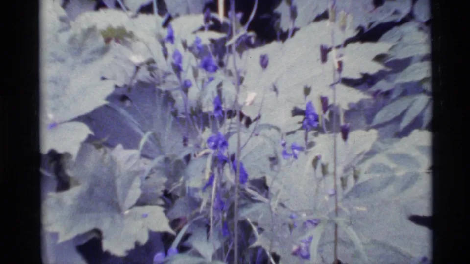1977 Alaska home-movie frame showing a close cluster of blue-purple forest flowers against pale leaves and shadowed foliage.
