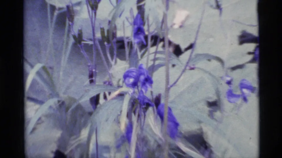 Closer 1977 Alaska 8mm view of purple blossoms and thin stems, with pale leaves filling the forest background.