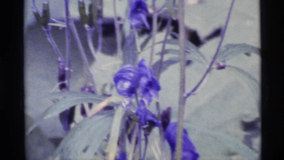Tight 1977 Alaska home-movie view of purple flower heads, slender stems, and pale green leaves in a shaded forest patch.