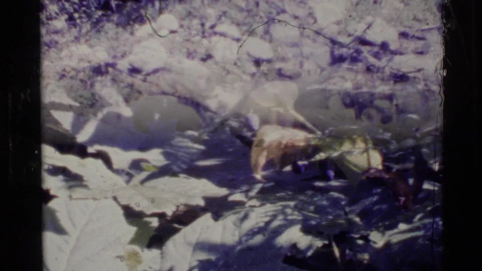 1977 Alaska home-movie frame with streamside leaves, scattered rocks, and bright dappled sunlight near running water.