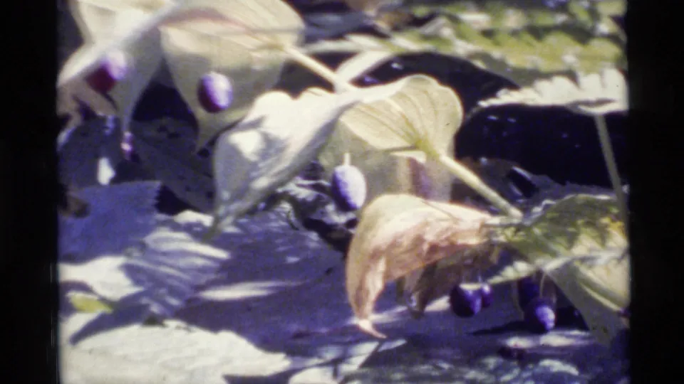 1977 Alaska 8mm close-up of broad pale leaves and small purple berries on a forest-floor plant in strong sunlight.