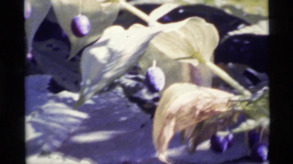 1977 Alaska home-movie frame showing purple berries and large light-green leaves in a close handheld forest-floor view.