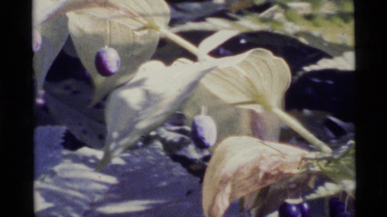 1977 Alaska 8mm close-up of pale foliage with small purple fruits hanging from branches, with grain and soft exposure.