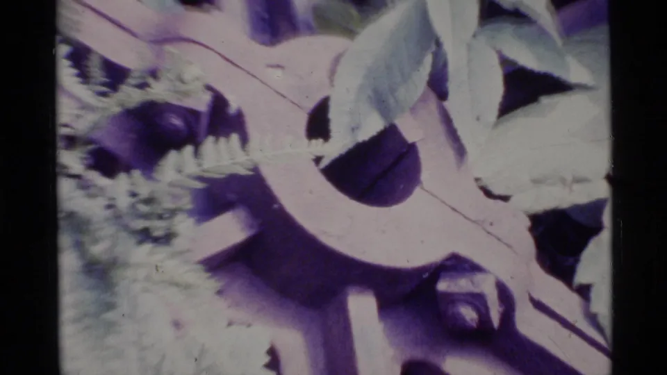 1977 Alaska 8mm close-up of leafy branches with dark purple fruits, bright highlights, and visible home-movie grain.