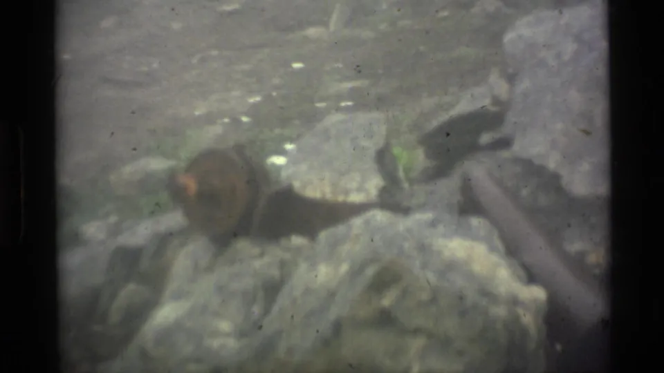 1977 Alaska 8mm frame showing a closer view of a hammer among rocks and moss, softened by haze, grain, and film wear.