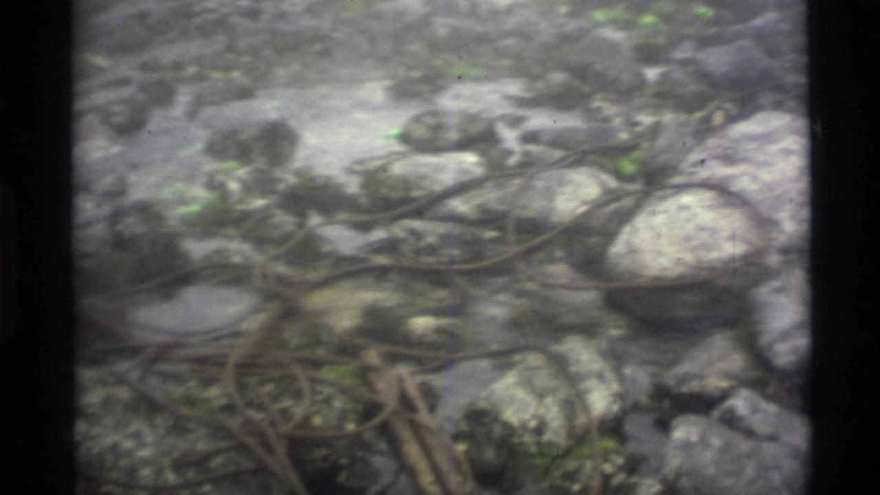 Soft 8mm frame of rocky mountain ground with tangled roots or branches, likely part of the Alaska hiking sequence.