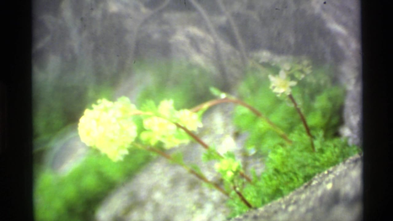 Soft close-up of small yellow flowers and green moss growing among rocks.