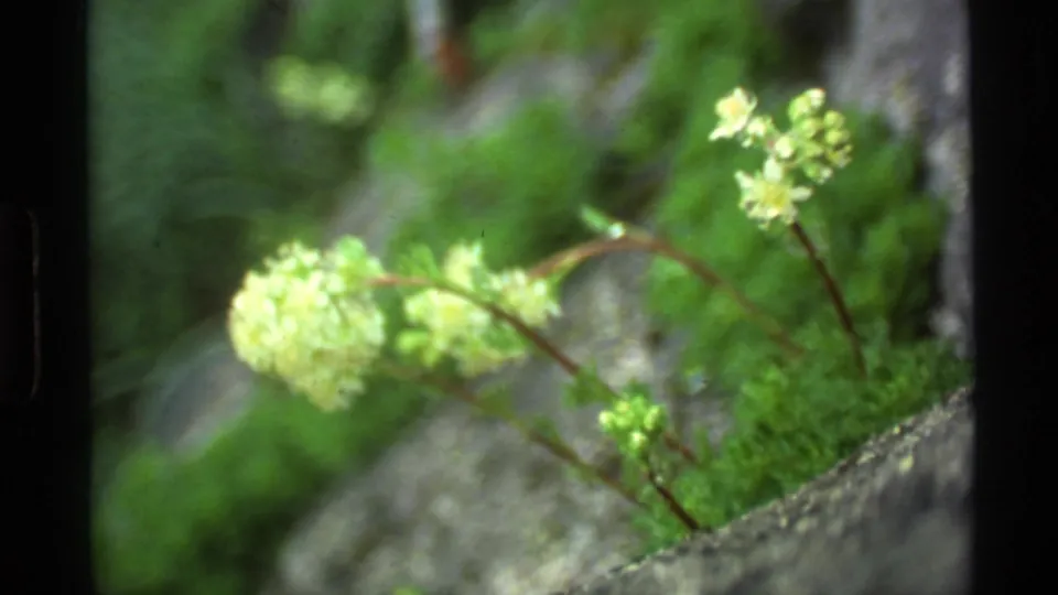Close view of yellow wildflowers and moss-covered rock, filmed in Alaska on 8mm home-movie stock.