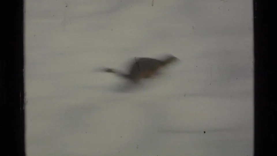 A small animal, likely a squirrel or ground squirrel, moves quickly across snow in 1977 Alaska home-movie footage.