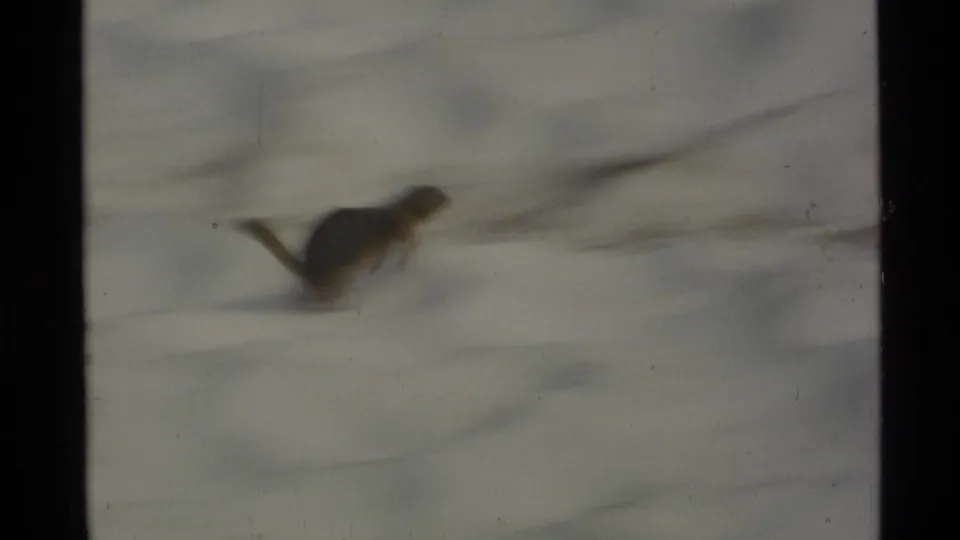 The likely squirrel or ground squirrel runs across a pale snowfield in soft, grainy 8mm footage from Alaska.