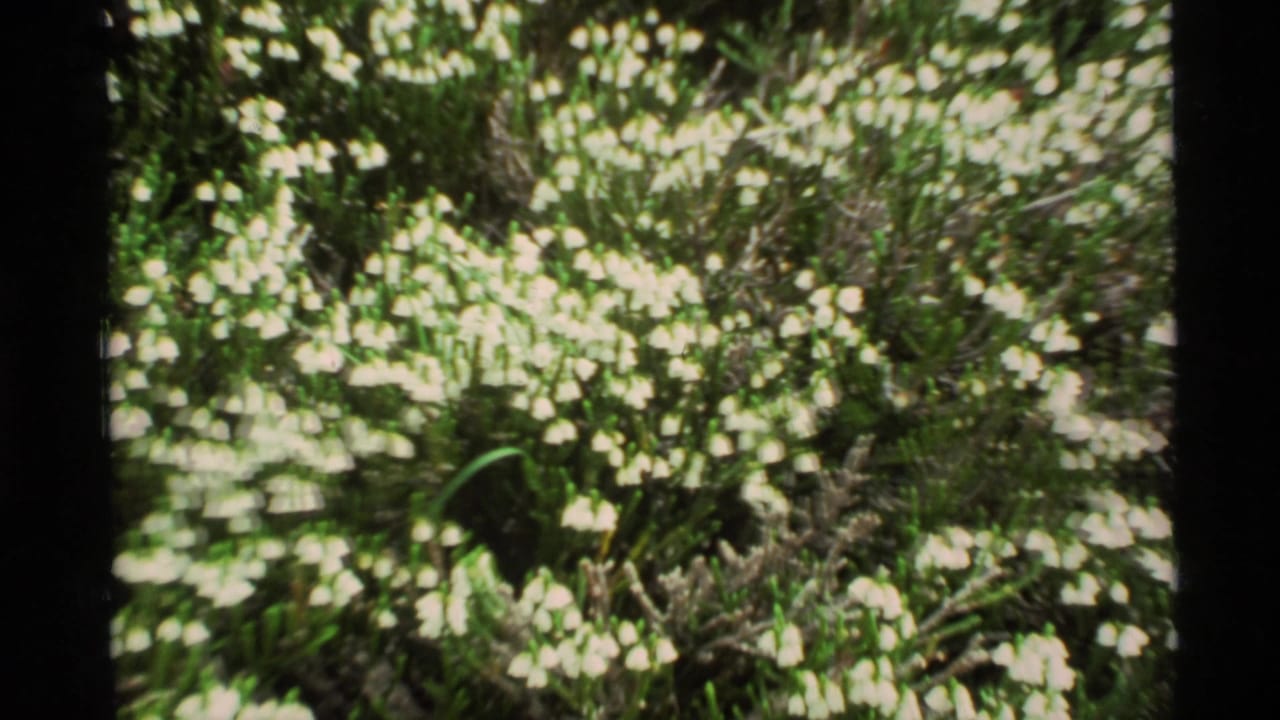 White bell-shaped wildflowers among green foliage.
