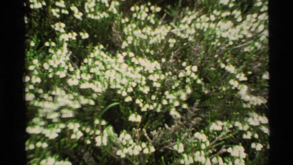 1977 Alaska 8mm frame showing clusters of small white bell-shaped wildflowers against dense green vegetation.