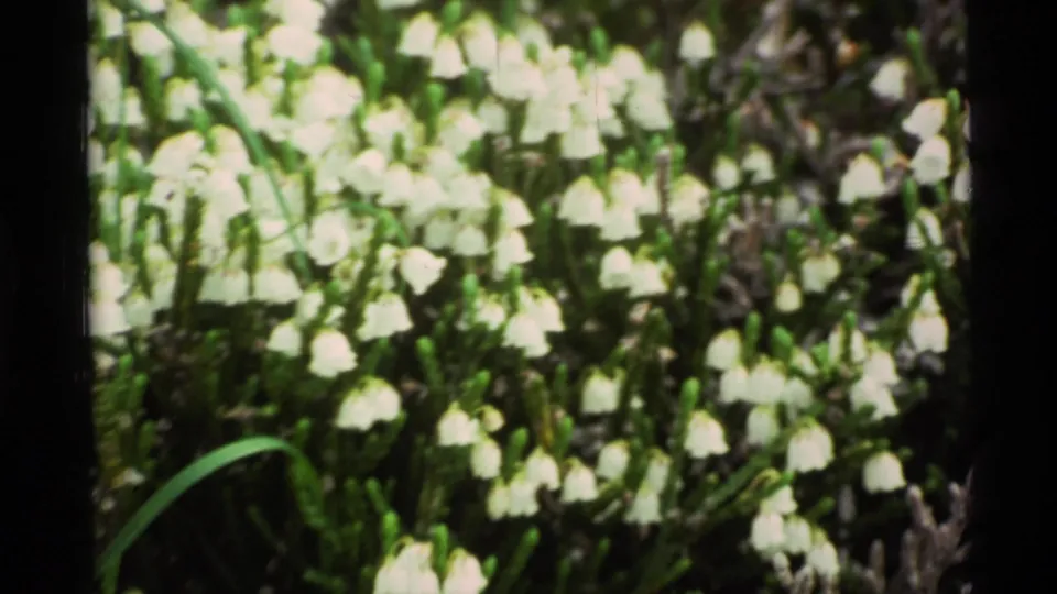 Close 8mm view of white bell-shaped wildflowers and grasses, consistent with the supplied 1977 Alaska home-movie metadata.