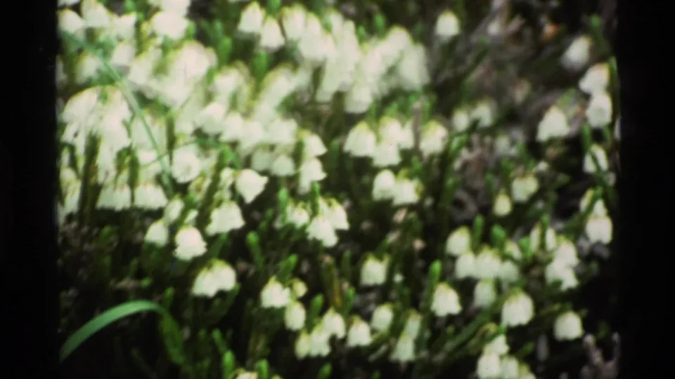 Soft-focus 1977 Alaska 8mm frame of white wildflowers and surrounding green plant growth near the end of the clip.