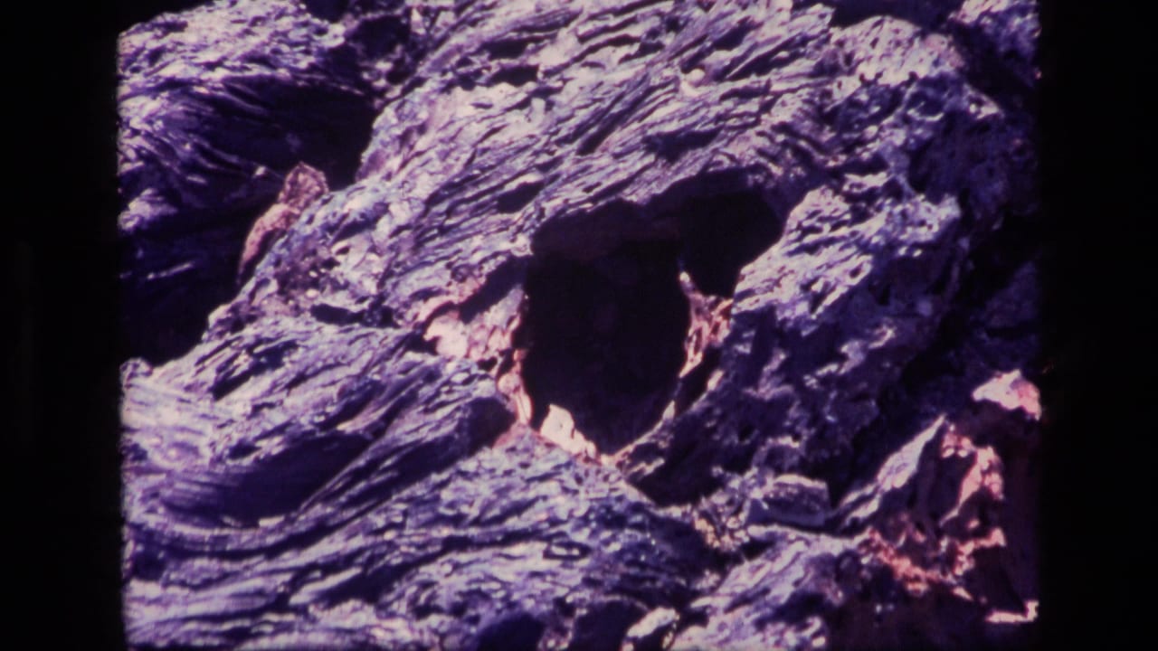 Rugged petrified wood surface with hollowed areas and bright highlights.