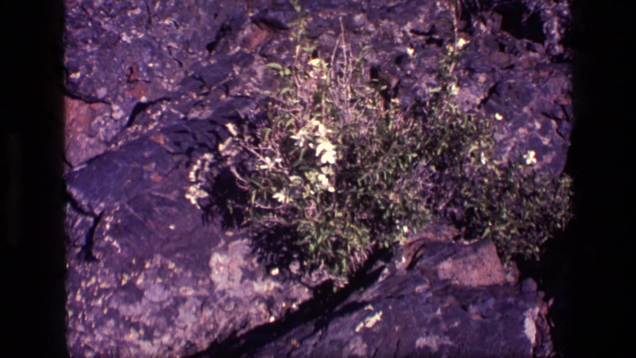 1972 Idaho 8mm frame with a low green bush and pale flowers rooted among dark, rough rocks.