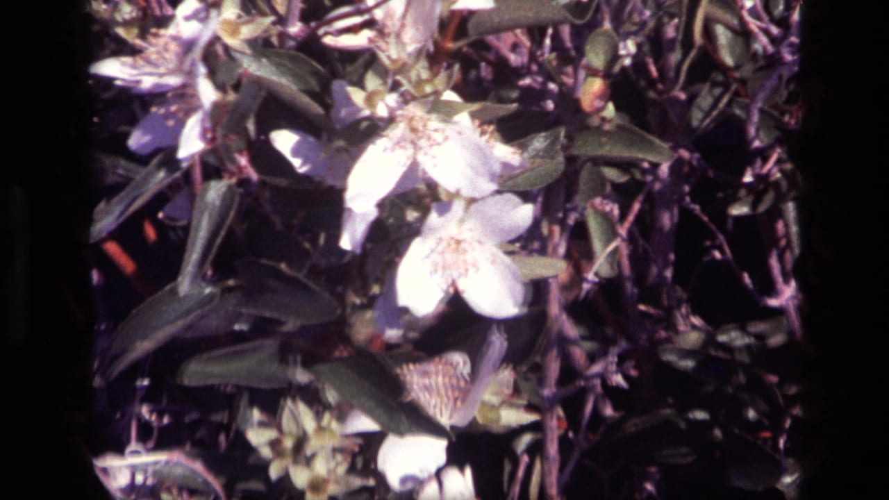 Close-up 1972 Idaho 8mm frame of white blossoms, buds, and dark leaves on a flowering shrub.