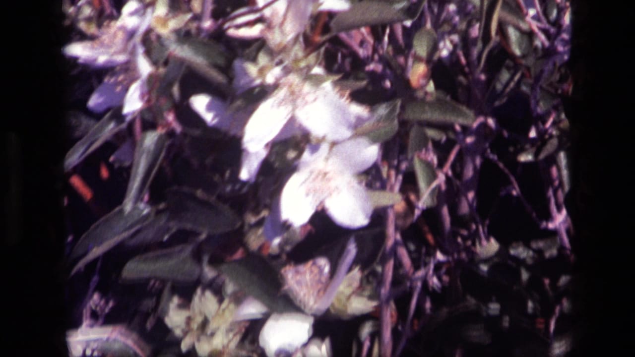 Close-up 1972 Idaho frame showing white flowers, buds, and leaves with soft 8mm grain and handheld framing.
