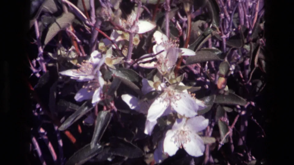 1972 Idaho 8mm close-up of a flowering shrub with white blooms, dark leaves, and visible flower centers.