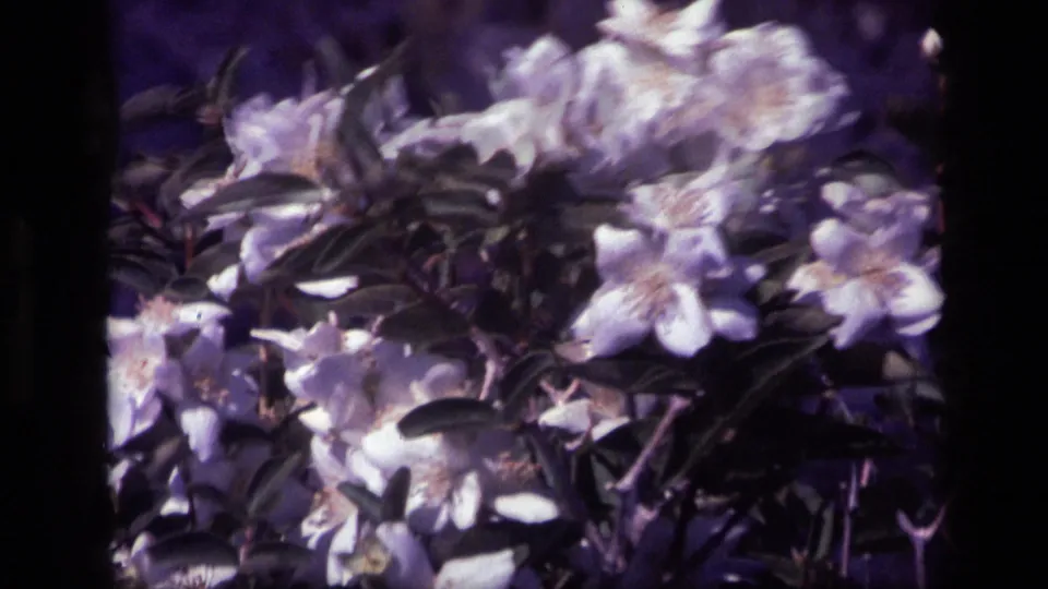 Soft 1972 Idaho 8mm frame of white flowers and dark foliage, with motion blur from wind or handheld filming.