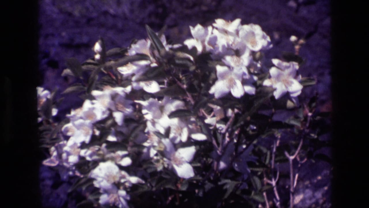 1972 Idaho 8mm frame showing white blossoms close to camera against rugged volcanic-looking rock and dry soil.