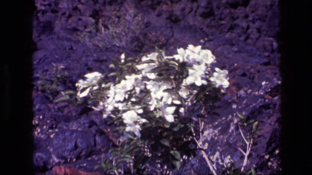 White flowers appear on a rough Idaho slope, with dark rocks, dry earth, and sparse vegetation visible in the 8mm frame.