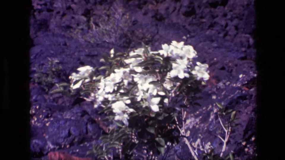 White flowers appear on a rough Idaho slope, with dark rocks, dry earth, and sparse vegetation visible in the 8mm frame.