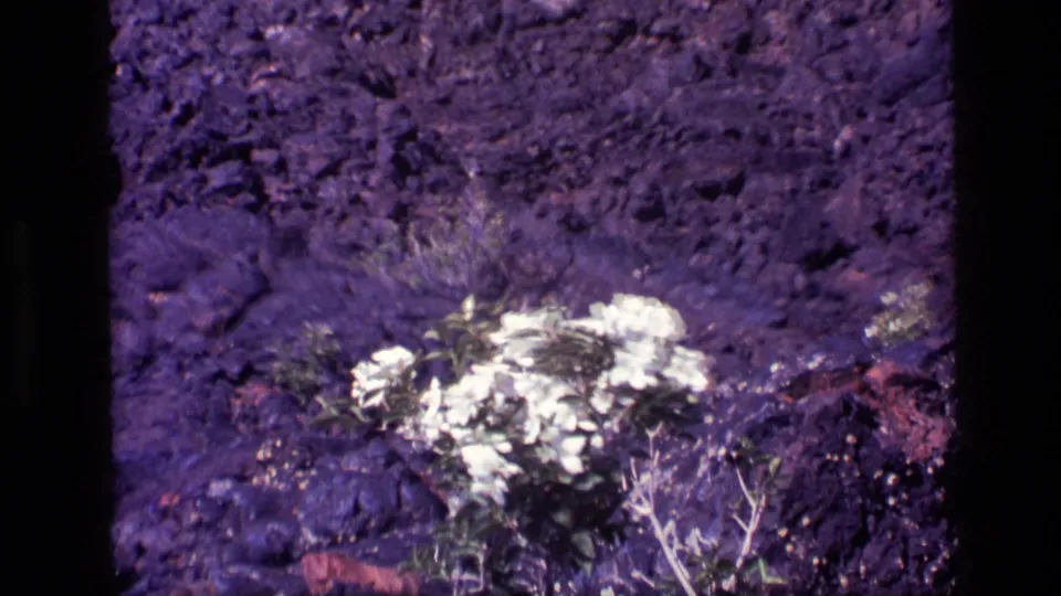 The camera has pulled back slightly, placing the white flowering plant lower in the frame amid dark rocks and dry stems.