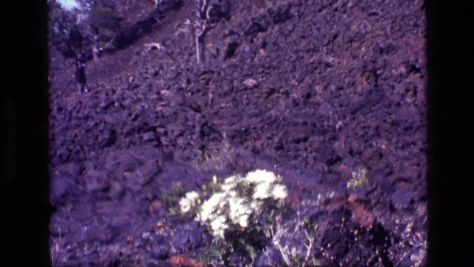 Wider 1972 Idaho home-movie view of white flowers near the bottom of a barren volcanic-looking hillside with scattered brush.