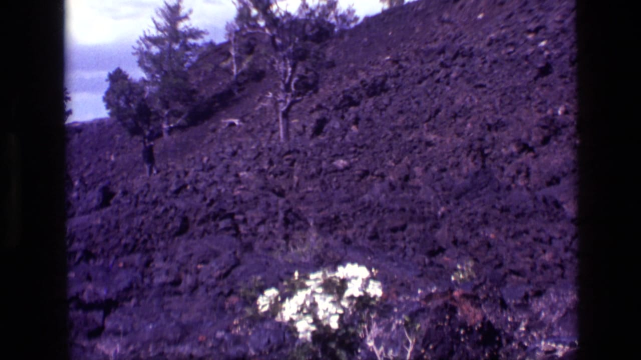 1972 8mm home-movie frame of a rocky Idaho slope with sparse trees, shrubs, and a cluster of white flowers against dark purple-hued ground.