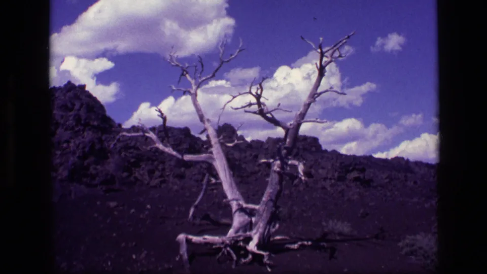 1972 Idaho 8mm frame showing a closer view of the pale bare tree, exposed roots or branches, dark volcanic-looking soil, and bright clouds.