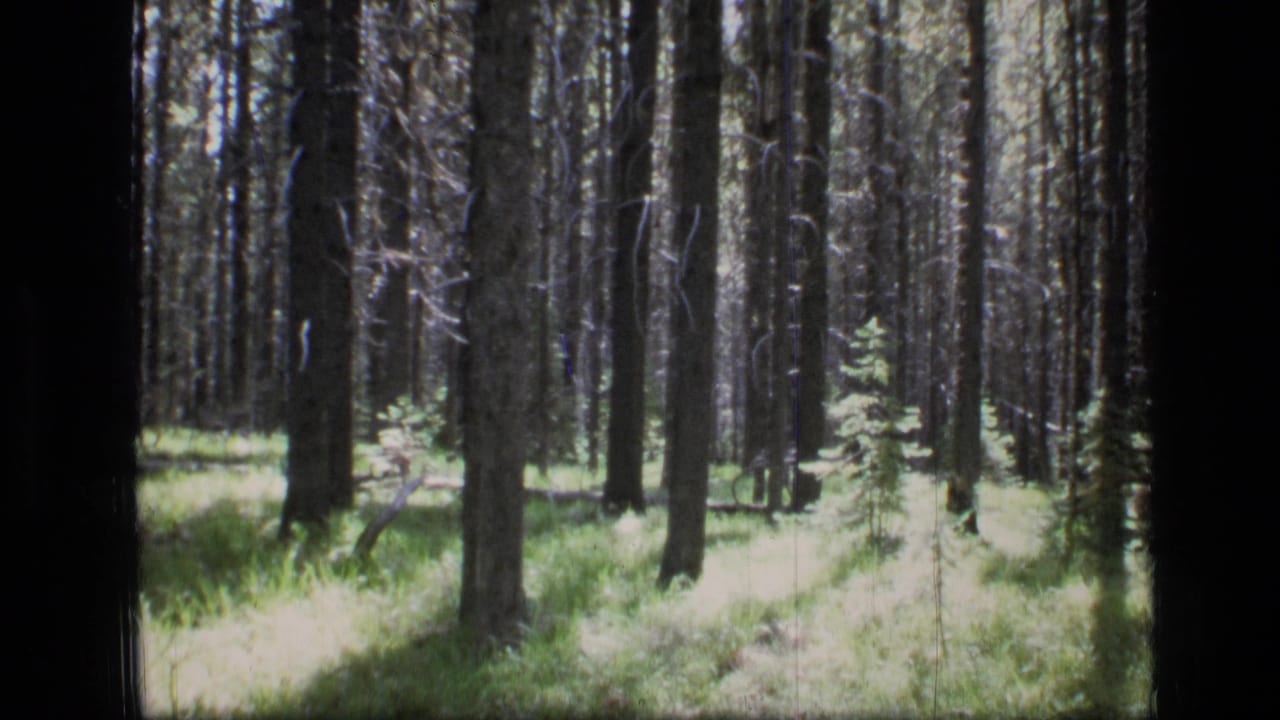 1973 8mm view of Scapegoat Wilderness forest in Montana, with tall conifers, bright grass, and a narrow path between trunks.