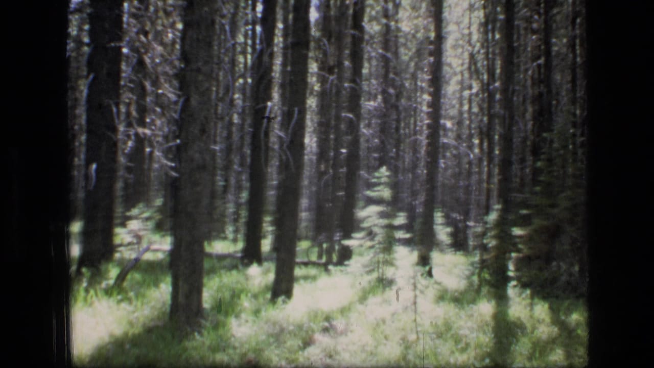 Scapegoat Wilderness forest scene from 1973 home-movie footage, with distant people walking along a sunlit path among conifers.