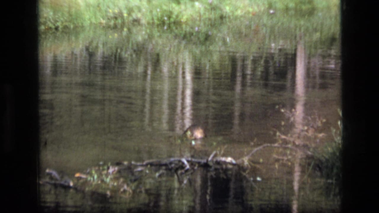 Reflective stream surface with reeds, trees, and a low log near the waterline.