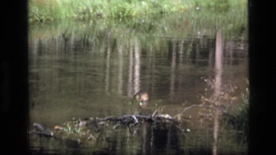 Close 8mm view of the forest stream in Scapegoat Wilderness, with reeds, tree reflections, and a downed log in the foreground.