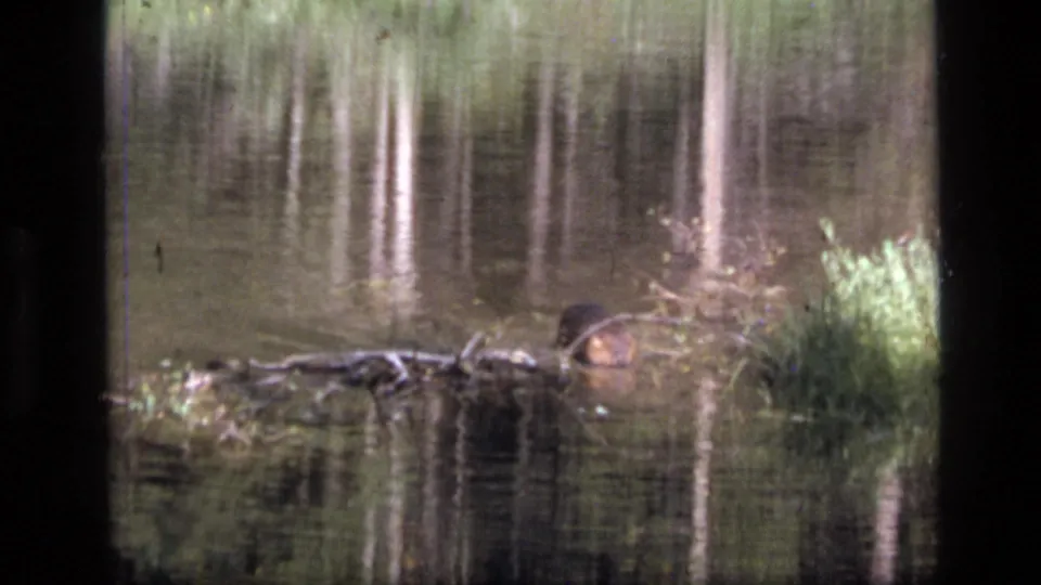 A small beaver-like animal appears near a log in the 1973 Montana stream footage, with forest reflections behind it.