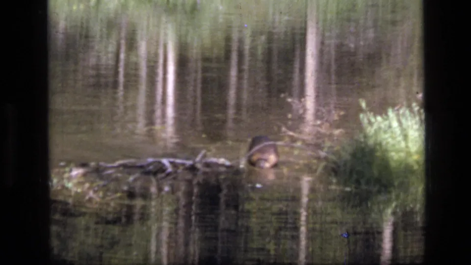 The small animal remains visible beside a downed log in the Scapegoat Wilderness stream, framed by reeds and reflected trees.